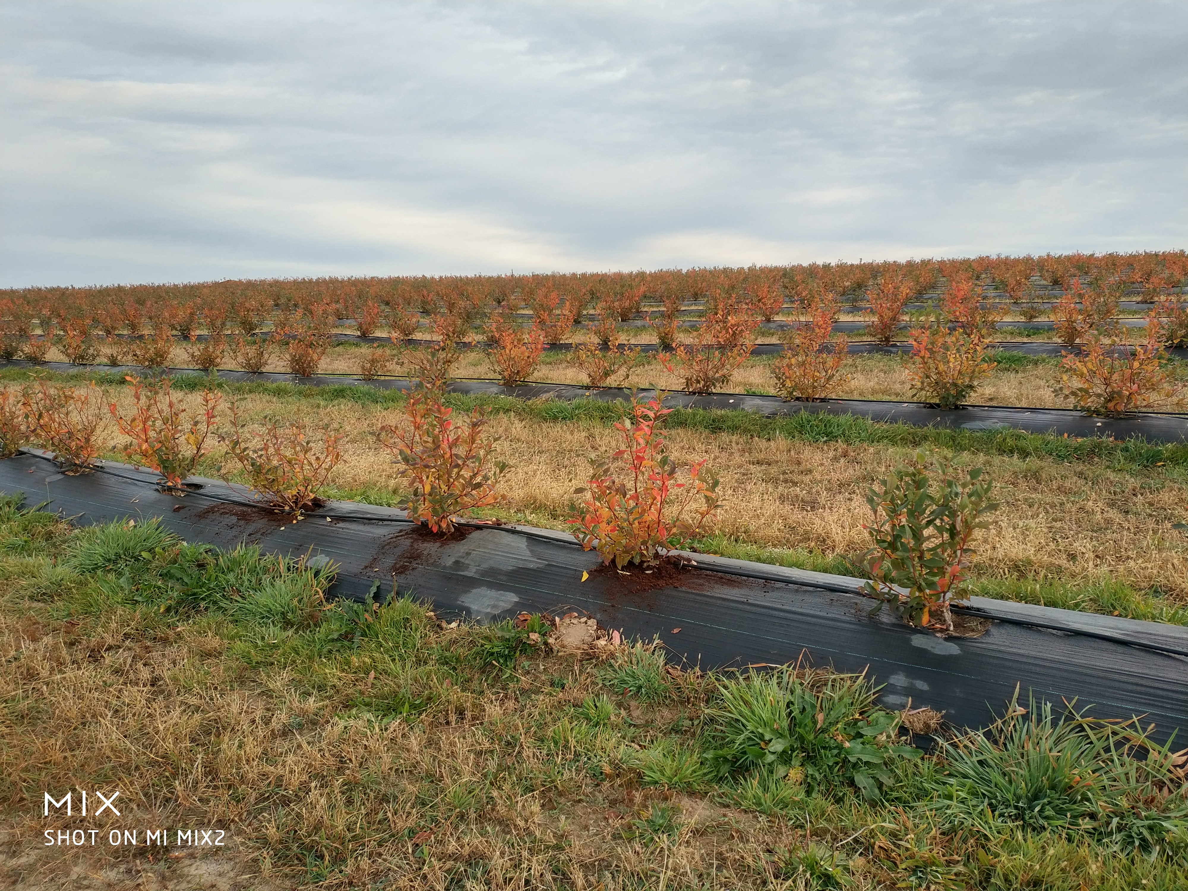 Plantatie afine 10 ha – pompa solara – jud. Brasov